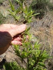 Anisacanthus thurberi