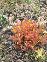 Drosera × obovata
