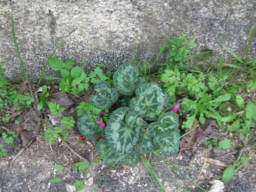 Cyclamen persicum