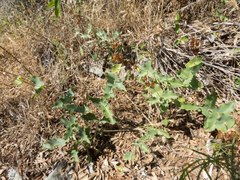 Penstemon pseudospectabilis