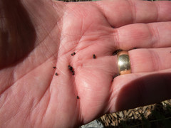 Penstemon pseudospectabilis