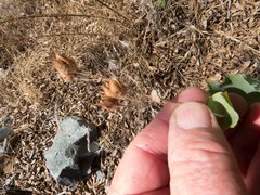 Penstemon pseudospectabilis