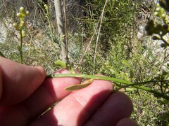 Baccharis sergiloides