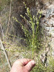 Baccharis sergiloides