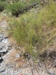 Baccharis sergiloides