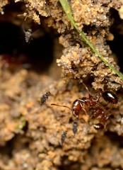 Pseudacteon curvatus