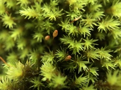 Racomitrium aquaticum