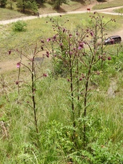 Cirsium vinaceum