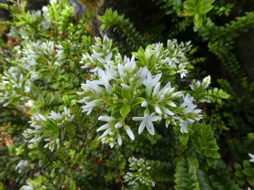 Veronica canterburiensis observed 2024-12-04