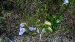 Periandra mediterranea
