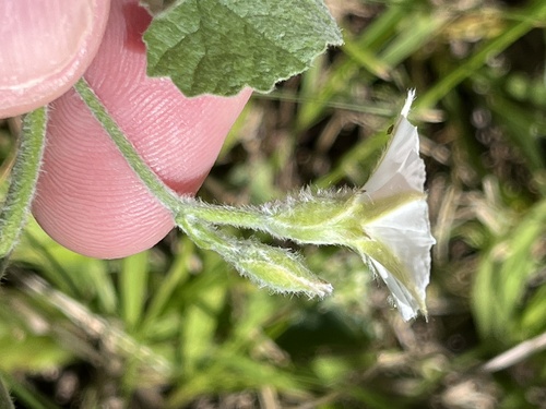 Image of Convolvulus hermanniae by (c) Dave U, some rights reserved (CC BY-SA)