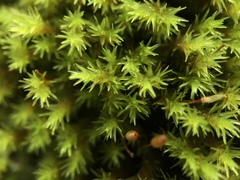 Racomitrium aquaticum