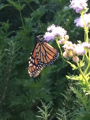 Danaus plexippus