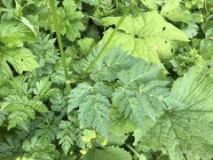 Chaerophyllum villarsii