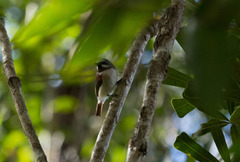 Calicalicus madagascariensis