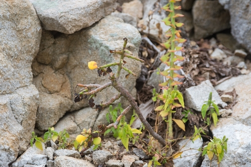 Pereskiopsis rotundifolia, photograph 5