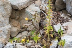 (c) José Javier Barrios Flores, some rights reserved (CC BY) Pereskiopsis rotundifolia, photograph (c) José Javier Barrios Flores, some rights reserved (CC BY)
