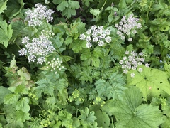 Chaerophyllum villarsii