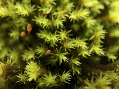Racomitrium aquaticum