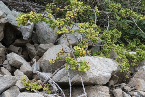 Pereskiopsis rotundifolia, photograph 4