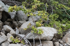 (c) José Javier Barrios Flores, some rights reserved (CC BY) Pereskiopsis rotundifolia, photograph (c) José Javier Barrios Flores, some rights reserved (CC BY)