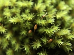 Racomitrium aquaticum
