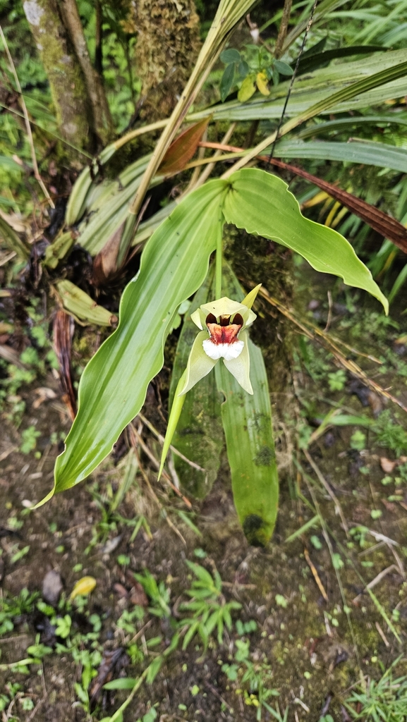 Coelogyne beccarii