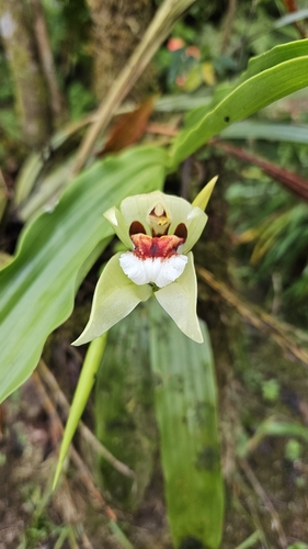 Coelogyne beccarii, photograph 2