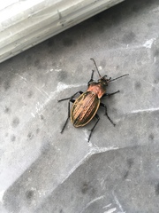 Carabus cancellatus