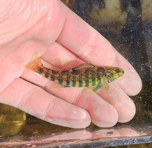 Banded darter (Etheostoma zonale) — Percidae — 3