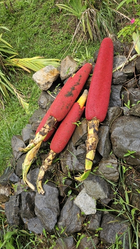 marita (Pandanus conoideus)