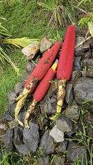 Pandanus conoideus