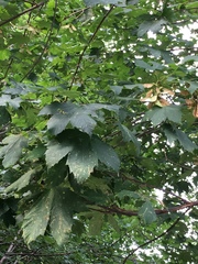Acer pseudoplatanus