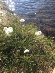 Eriophorum scheuchzeri