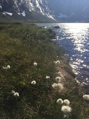 Eriophorum scheuchzeri