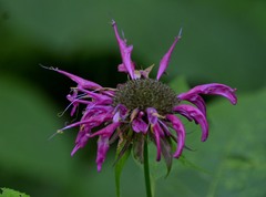 Monarda media
