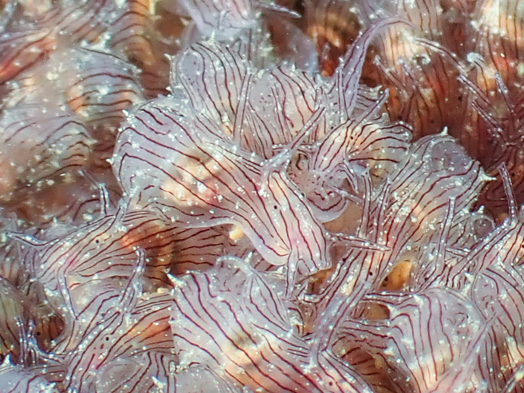 Photo of Striated sea hare (Stylocheilus striatus)