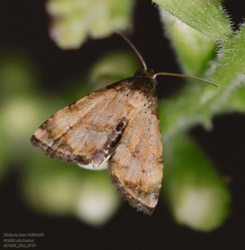 Tripudia goyanensis