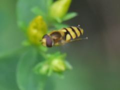 Eupeodes latifasciatus