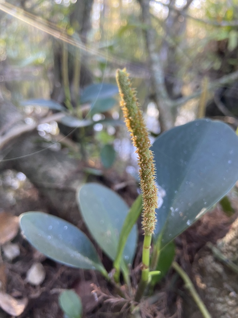 Peperomia obtusifolia