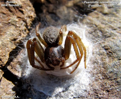 Psammitis novokhatskyii