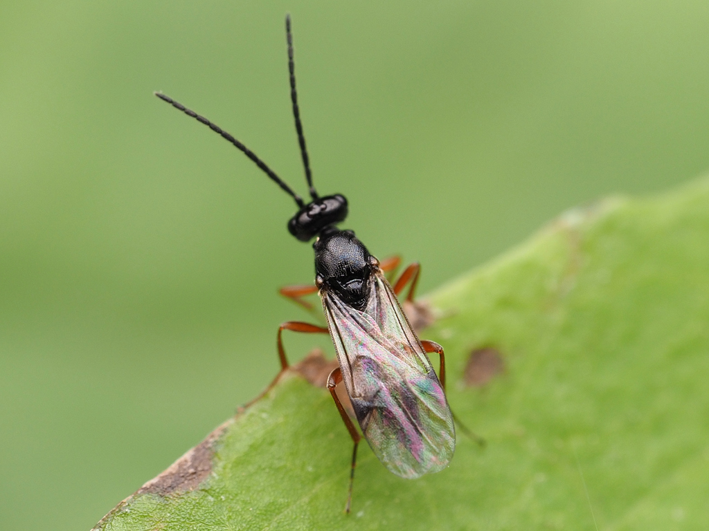 Proctotrupidae