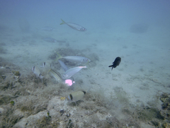 Trachurus mediterraneus