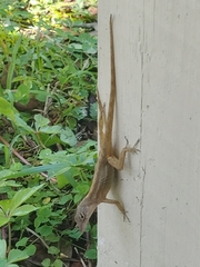 Anolis sagrei