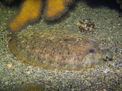 Zeugopterus punctatus