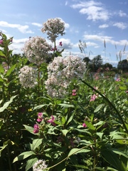 Valeriana officinalis