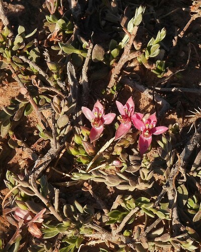 Image of Krameria lappacea by no rights reserved