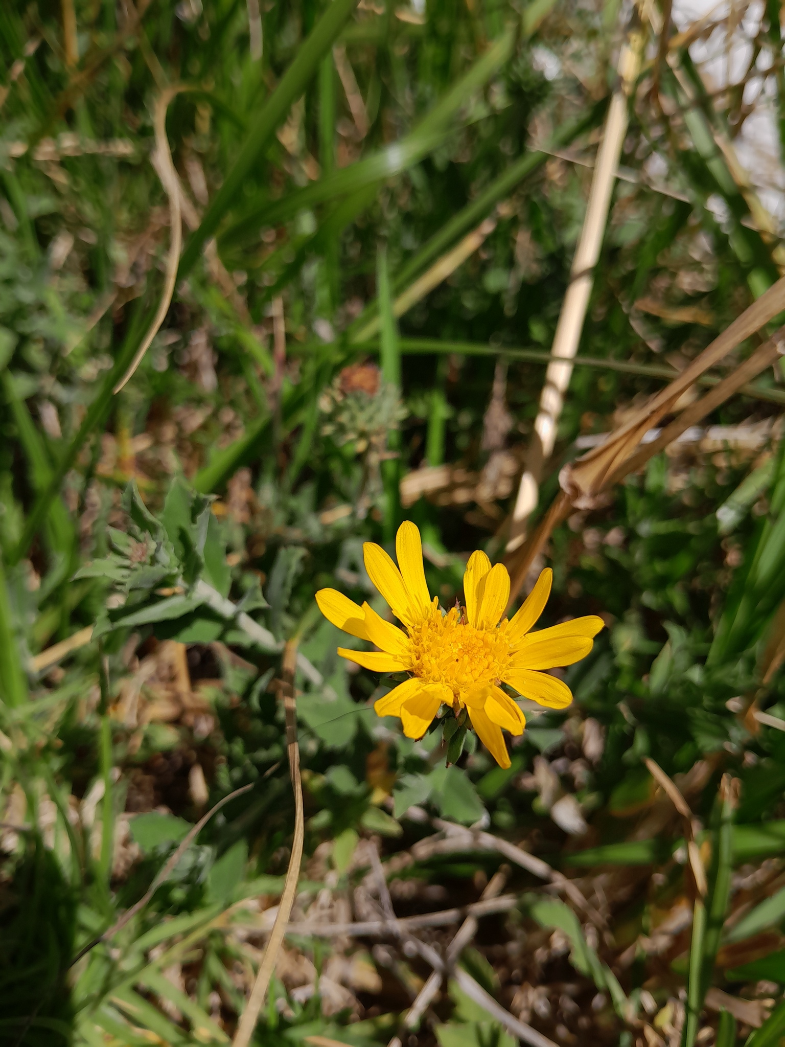 Grindelia aegialitis