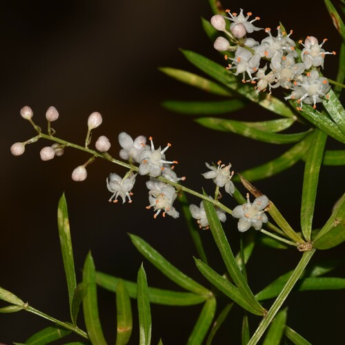 Asparagus aethiopicus observed 2024-12-01