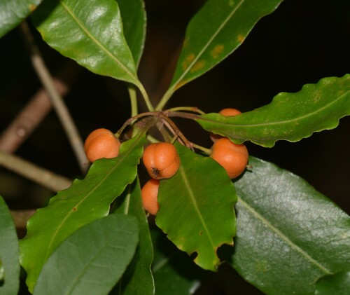 Pittosporum undulatum observed 2024-12-01